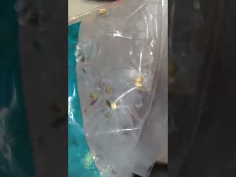 Comscope_AMPCAT_5e_Connector_Plug_Plastic_Metal_Shielded_Connector_Plastic_Pass_Through_Metal_Pass_Through_100pcs_RJ45_Connector_CAT5E_I_Electx_Electrical_Supply